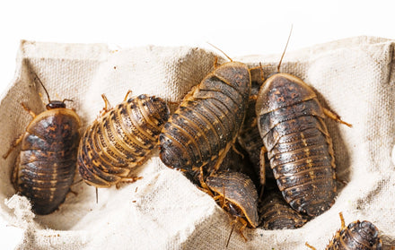 How To Raise Dubia Roaches - Step By Step | Roach Rancher
