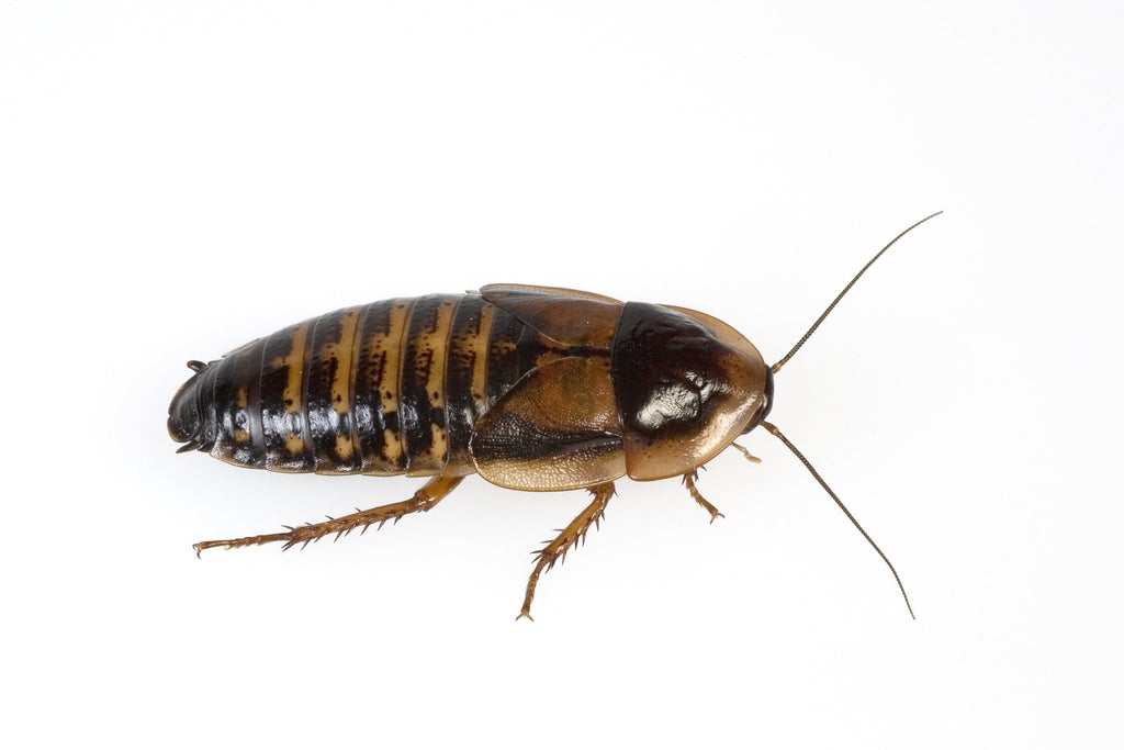 Female Dubia Roaches - Healthy Breeders - Roach Rancher